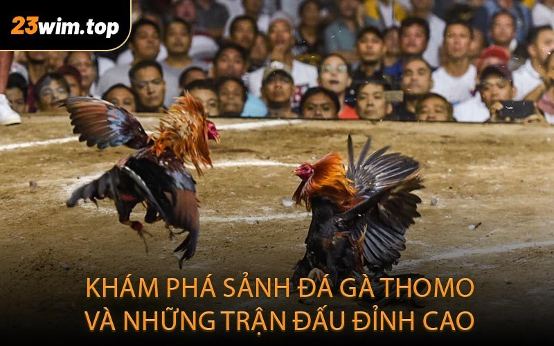 Khám phá sảnh đá gà thomo và những trận đấu đỉnh cao