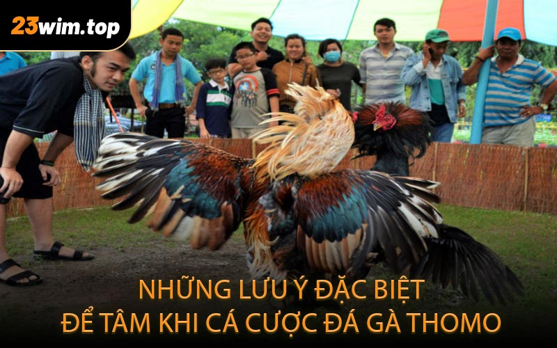 Những lưu ý đặc biệt để tâm khi cá cược đá gà thomo
