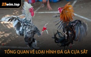 Tổng quan về loại hình đá gà cựa sắt